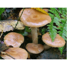 Мицелий Опенка луковичноногого (Armillaria cepistipes)